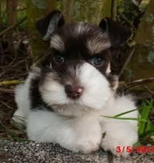 The schnauzer is a great pet to own. Toy Mini Schnauzer Puppies For Sale Parti Breeders Fl Akc Schnauzer Puppy Mini Schnauzer Puppies Miniature Schnauzer Puppies