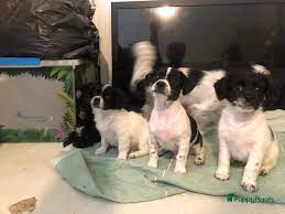 Boomer pups te koop | Puppyplaats