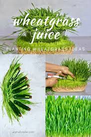 how to make wheatgr shots and juice