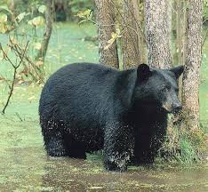 In Arkansas, how many black bears are there?