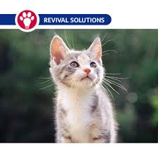 Deworming Cats And Kittens