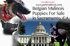 Puppies for sale from dog breeders near sacramento, california. Belgian Malinois Breeders Sacramento California Pure Malinois