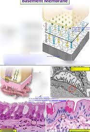 Basement Membrane Lecture 4 Pt 2