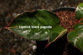 black paa lipstick plant toxic to