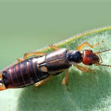 how to get rid of earwigs natural