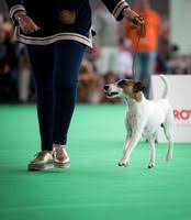 Jimm Production Word Dog Show Amsterdam