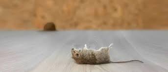 How To Get Rid Of Dead Mouse Smell