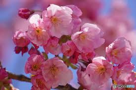 陽光桜② by ボヌエール （ID：12309772） - 写真共有サイト:PHOTOHITO