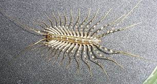 why house centipedes are good for your