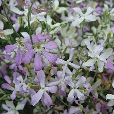 Your flowers stock images are ready. Night Scented Stock Flower Seed Savers Exchange