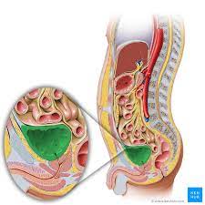 urinary bladder anatomy function and