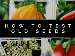 If old, stale seeds germinate at all, it usually happens several days after fresh seeds germinate. How To Test Old Seeds Gardening Channel
