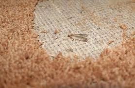 carpet beetle removal from rugs in