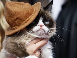 grumpy cat the face that launched a