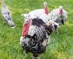 They are hardy and tolerant of many different weather conditions, so they can be kept outdoors most of the time from the age of eight weeks onward. How To Attract Wild Turkeys To Your Yard