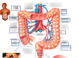 large intestine labeling diagram quizlet