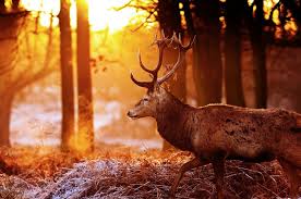 Deer antlers profile forest autumn sun light glare frost wallpaper |  2048x1360 | 485756 | WallpaperUP