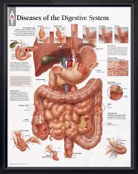 The Digestive System Chart 20x26 Digestive System Anatomy