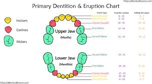 Human Tooth Structure For Kids Types Of Teeth Structure