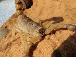scorpions king pest around