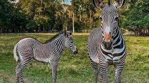 Definitely felt comfortable there and not so nervous about getting a tattoo because the atmosphere was just so great. Alabama Safari Park Announces Birth Of It S First Grevy S Zebra