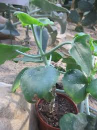 kalanchoe plant care the ultimate guide