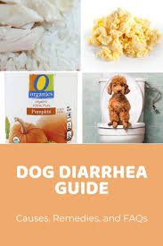 dog diarrhea causes remes and faqs