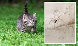 What happens if my cat eats a Daddy Long legs?
