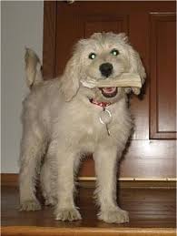 miniature labradoodle dog breed