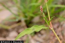 Plants Profile for Polygonum persicaria (spotted ladysthumb)