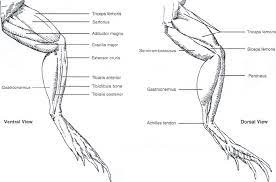 Leg bone anatomy diagram diagram of human leg human anatomy. Pin Pa Creature Design