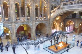 natural history museum in london a