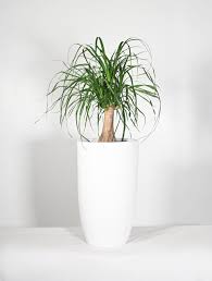 minimalist planter outdoor indoor