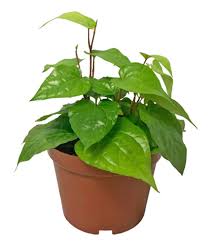 potted betel leaf 槟榔叶 daun sirih