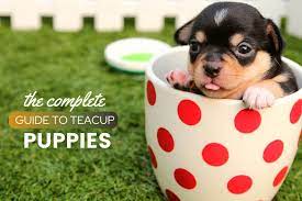 Here is the dog breeds price in india under 10'000, 15'000, and 30'000 or more. Teacup Dog Guide Price Cost By Breed Ownership Health Facts Faqs Canine Bible