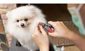 spaws professional dog grooming boutique