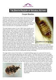 carpet beetles