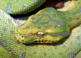 Green Tree Python Care Handling And