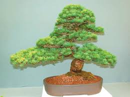 diy pine cone bonsai tree news four