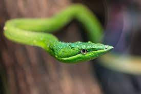 green snake in dream interpretation