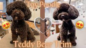 teddy bear cut on toy poodle