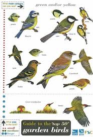 Id Chart Top 50 Garden Birds