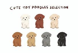 free vectors toy poodle puppy set by