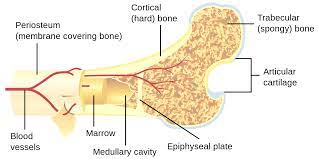 Two types of bone tissues in cross section of a long bone : File Bone Cross Section Svg Wikimedia Commons