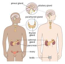 The human body is made up of 11 organ systems that work with one another (interdependantly). Endocrine System Wikipedia