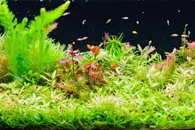 16 best aquarium carpet plants for