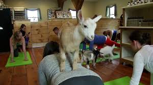 goat yoga a hit on new hshire farm