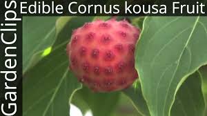 edible cornus kousa fruit edible