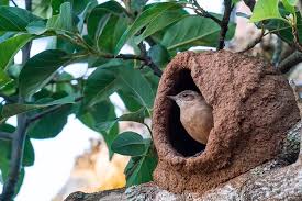 all 13 types of bird nests with 30