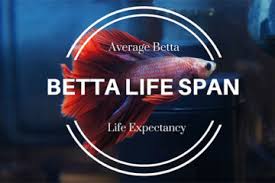 Do Betta Fish Grow How Big Bettafish Org